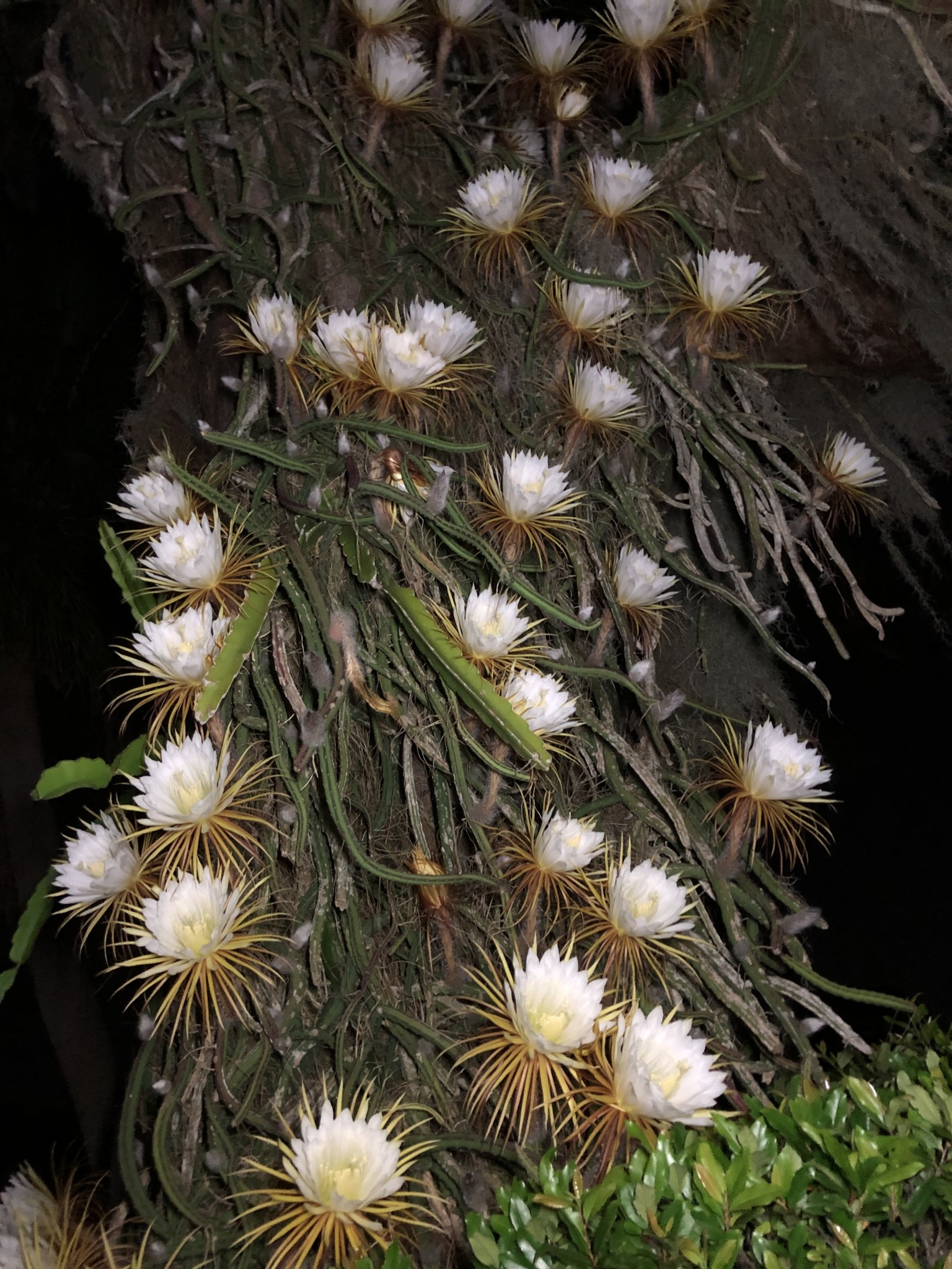 Selenicereus grandiflorus